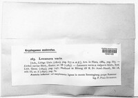 Lecanora varia image